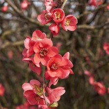 Fidan Yolu Japon Ayvasi Süs Ağacı
