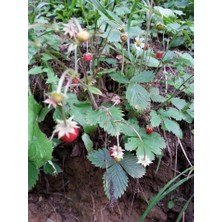 Fidan Yolu Yabani Organik Çilek 6 Adet Saksılı