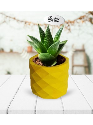 BK Kişiye Özel Sukulent Canlı Çiçek (Model 2)