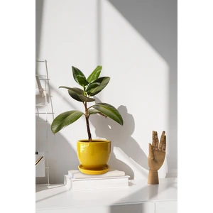Tabaklı Sarı Çömlek Saksı 19X19 cm