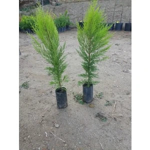 Ucuzluk Diyarı 2 Adet Limon Çamı Fidanı Tüplü