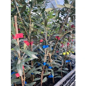 Agroli̇dya Tarım Arbequina Zeytin Fidanı