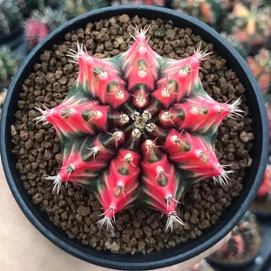100 Adet Tohum Kaktüs Gymnocalycium Gymno Variegate Mix