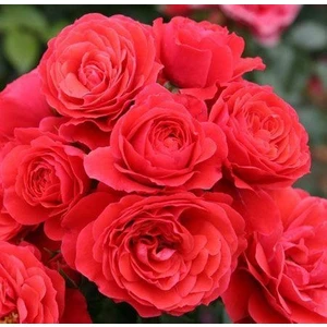 Berke Fidancılık Tüplü Aşılı Cherry Girl Kırmızı Kokulu Yediveren Gül Fidanı