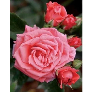 Berke Fidancılık Tüplü Aşılı Candy Yavruağzı Kokulu Yediveren Gül Fidanı