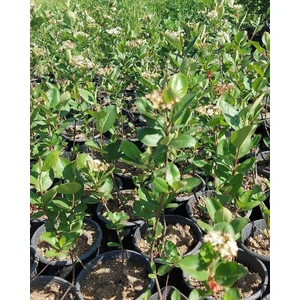 Fidan Yolu Aronia Berry Doku Kültürü 2,5 Yaş Saksılı