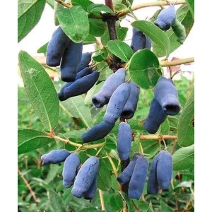 Fidan Yolu Balyemiş - Honeyberry Saksılı 20 cm