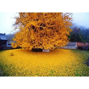 Fidan Yolu Ginkgo Biloba Mabet Ağacı 20 Cm
