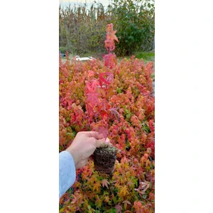 Japon Akcaağac acer palmatum 60,70 cm saksılı
