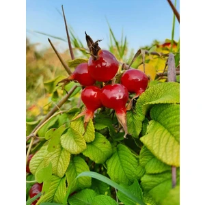 Fidan Yolu Rosa Rugosa Yediveren Kırmızı Kuşburnu