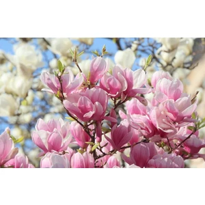 Fidan Yolu Yaprak Döken Manolya Magnolia 40 Cm