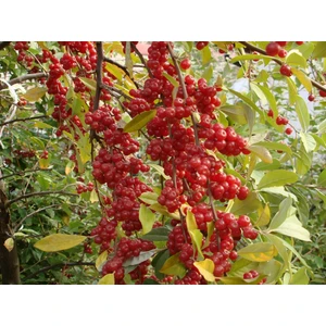 Fidan Yolu Güz Zeytini-Güz Yemişi Kırmızı