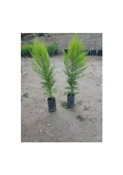 2 Adet Limon Çamı Fidanı Tüplü