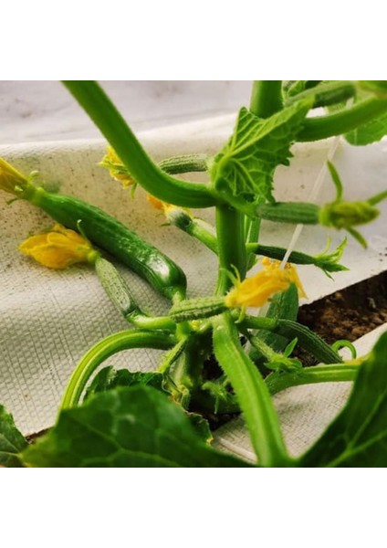 130 cm Enli Beyaz Sulzer Kumaş Sera Taban Örtüsü Jüt Blueberry Peyzaj Uygulama Örtüsü Mulch Naylonu Çilek Malç