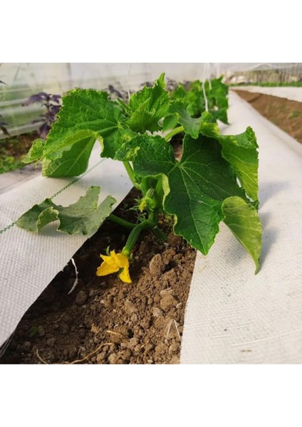 130 cm Enli Beyaz Sulzer Kumaş Sera Taban Örtüsü Jüt Blueberry Peyzaj Uygulama Örtüsü Mulch Naylonu Çilek Malç