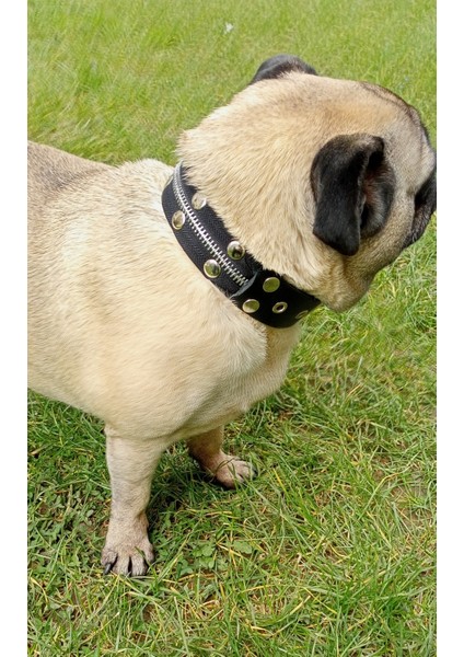 Köpek boyun tasması siyah deri fermuarlı kalınlık:4mm genişlik:3cm boyun ölçüsü:24-32cm ayarlamalı dog collar T5-23XS