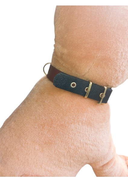 Köpek Boyun Tasması / Hakiki Deri / S: 27-35 Cm / Dog Collar fırsatları