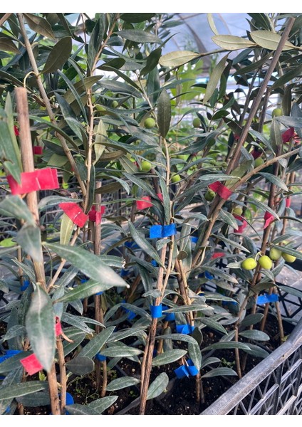 Arbequina Zeytin Fidanı
