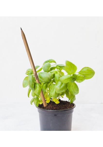 Kişiye Özel Ikili Fesleğen Tohumlu Çevreci Kurşun Kalem modelleri