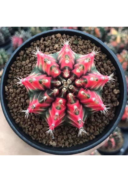 100 Adet Tohum Kaktüs Gymnocalycium Gymno Variegate Mix