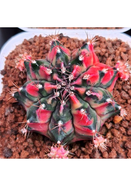 100 Adet Tohum Kaktüs Gymnocalycium Gymno Variegate Mix