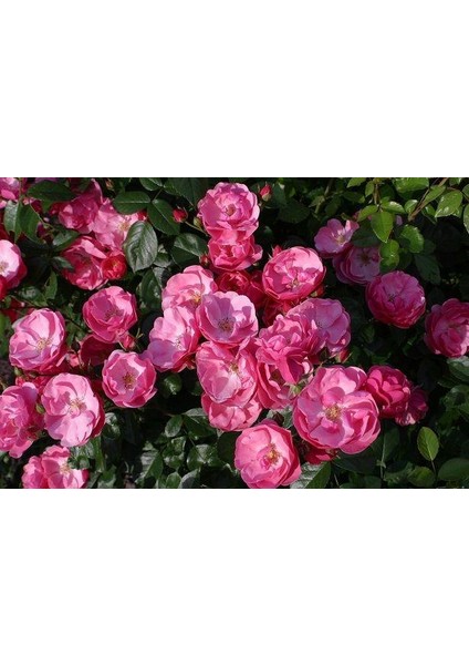 Tüplü Aşılı Yediveren Pembe Renkli Angele Gül Fidanı