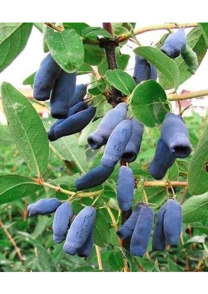 Balyemiş - Honeyberry Saksılı 20 cm