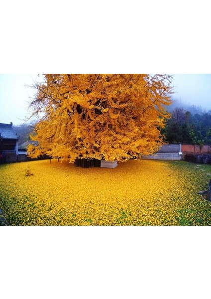 Ginkgo Biloba Mabet Ağacı 20 Cm