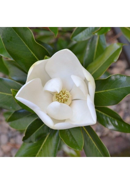 Manolya Yaprak Dökmeyen Beyaz Manolya