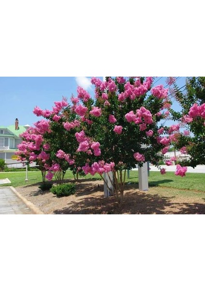 Oya Ağacı Pembe 40 Cm