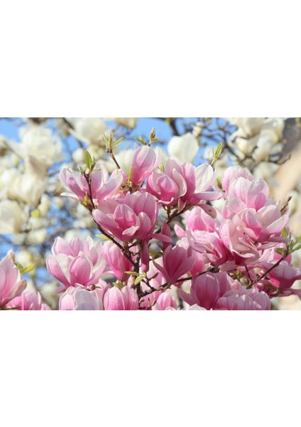 Yaprak Döken Manolya Magnolia 40 Cm