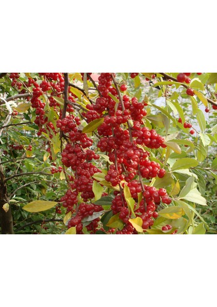 Güz Zeytini-Güz Yemişi Kırmızı