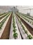 130 cm Enli Beyaz Sulzer Kumaş Sera Taban Örtüsü Jüt Blueberry Peyzaj Uygulama Örtüsü Mulch Naylonu Çilek Malç 2