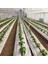300 cm Enli Beyaz Sulzer Kumaş Sera Taban Örtüsü Jüt Blueberry Peyzaj Uygulama Örtüsü Mulch Naylonu Çilek Malç 2