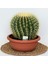 Echinocactus Grusonii - Ekinoks Kaktüs - 25CM Çap 1