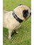 Köpek boyun tasması siyah deri fermuarlı kalınlık:4mm genişlik:3cm boyun ölçüsü:24-32cm ayarlamalı dog collar T5-23XS 4