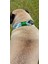 Köpek boyun tasması hakiki deri siyah halat kalınlık:10mm boyun ölçüsü:S.27-35cm ayarlamalı dog collar T5-4S 3