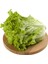 Kıvırcık Salata 1