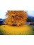 Ginkgo Biloba Mabet Ağacı 20 Cm 1