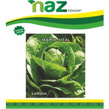 Karbonsoft Marul Tohumu -Iri Kıvırcık 055-10 gr
