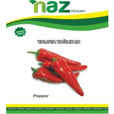 Karbonsoft Biber Tohumu -Yalova Yağlık 28-Naz-5 gr