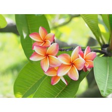 İthal Tohum 10 Adet Plumeria Tohumu - Karışık