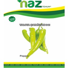 Karbonsoft Biber Tohumu -Yalova Çarliston 341-NAZ-25 gr