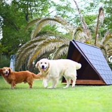 Mandu Ahşap Köpek Kulübesi (A Frame)