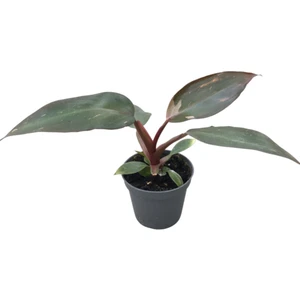 Philodendron 'Pink Princess'