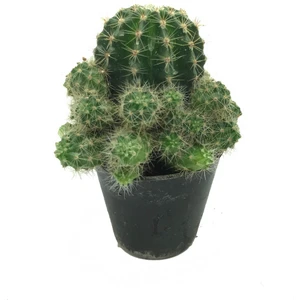 Sukulent Çeşitleri Echinopsis Eyriesii - Bol Yavrulu Kaktüs
