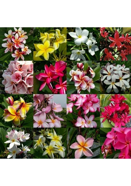 10 Adet Plumeria Tohumu - Karışık