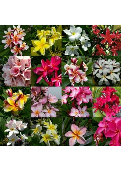 İthal Tohum 10 Adet Plumeria Tohumu - Karışık