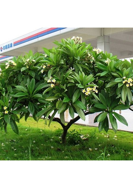 10 Adet Plumeria Tohumu - Karışık