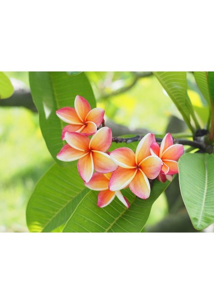 10 Adet Plumeria Tohumu - Karışık